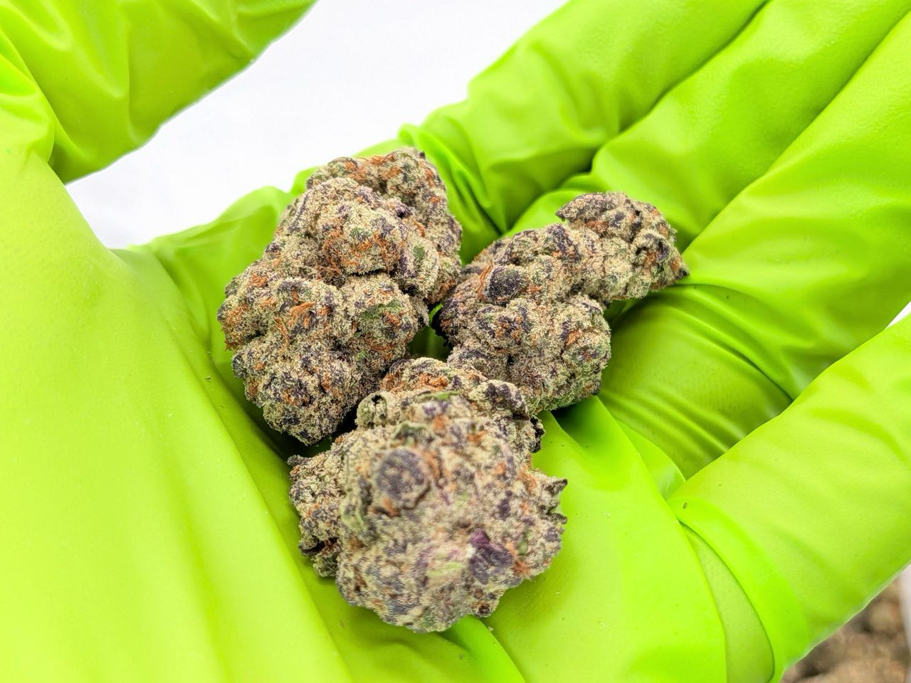 Bombsicle strain